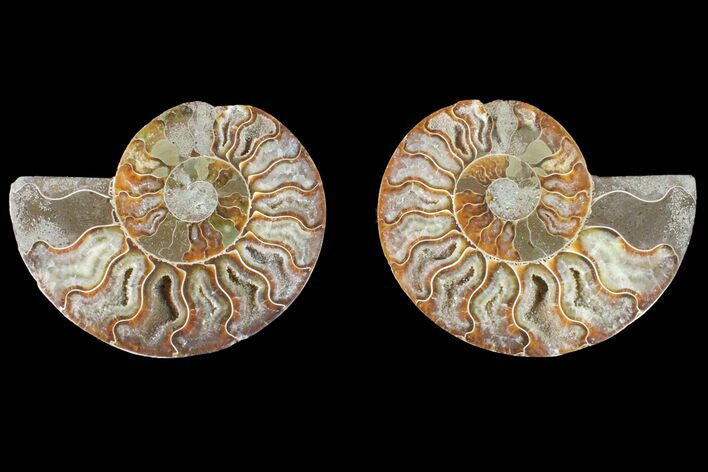 Agate Replaced Ammonite Fossil - Madagascar #150923